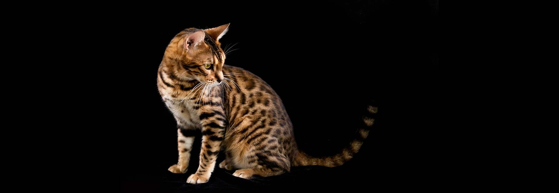 With Anray, All is OK