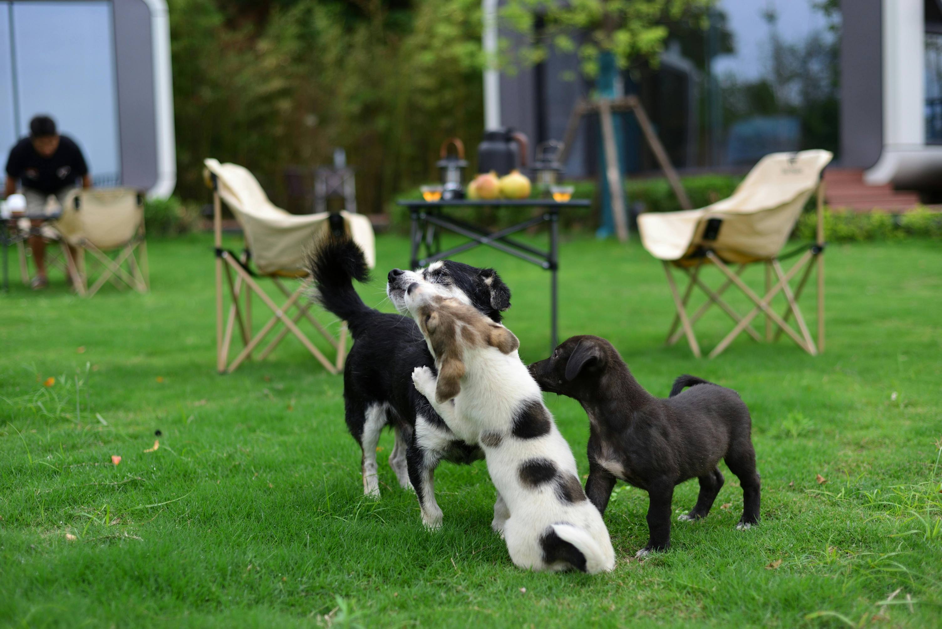 🐕 月度宠物聚会