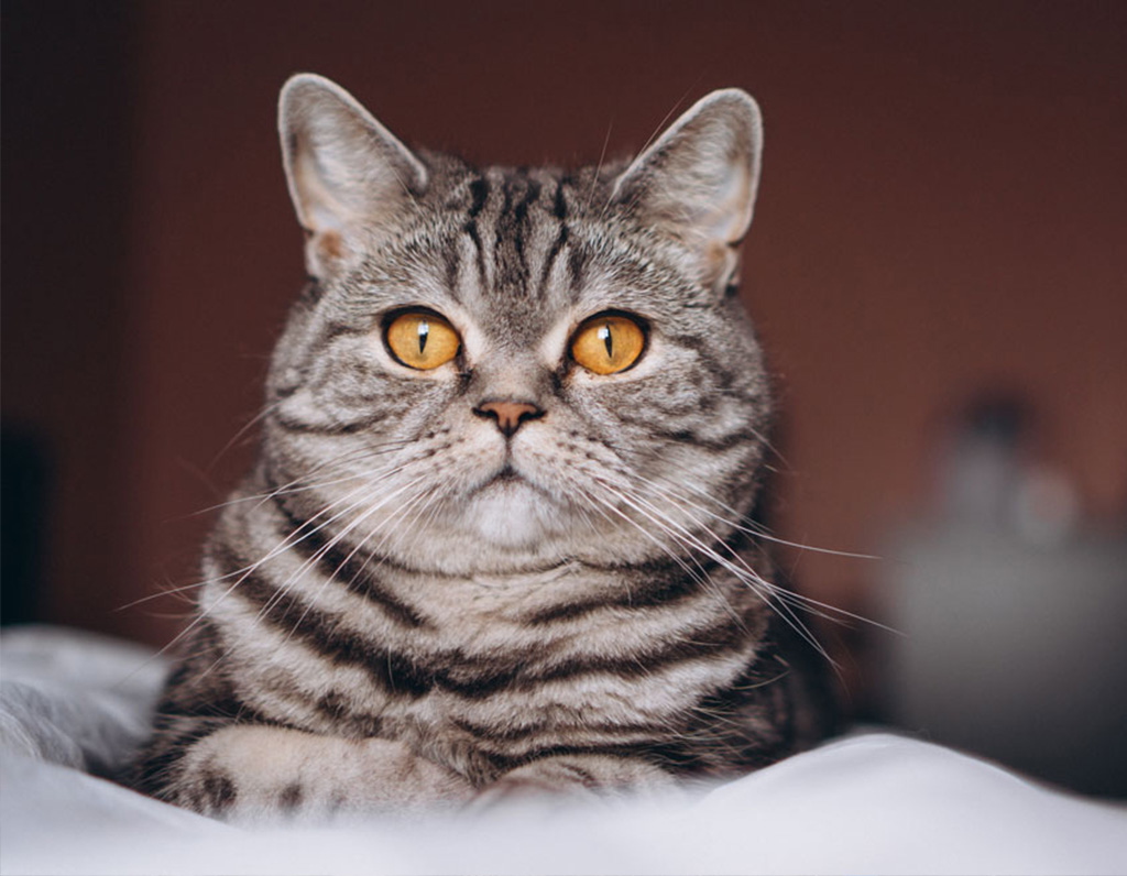 首页公司介绍配图